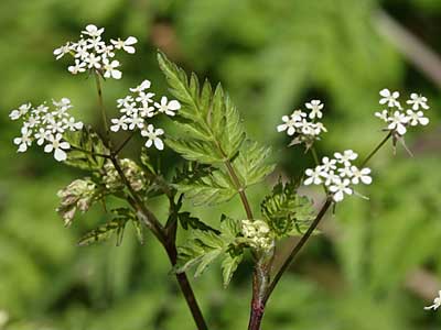 Cow Parsley