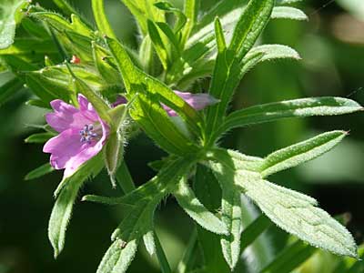 Cut-leaved Crane's-bill