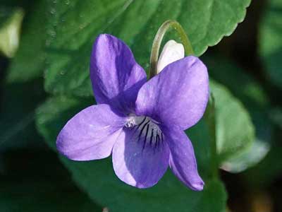 Dog-violet