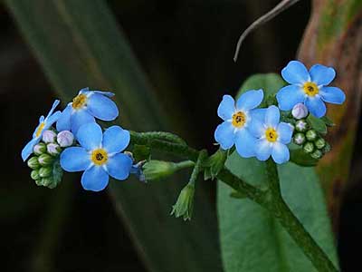 Water Forget-me-not