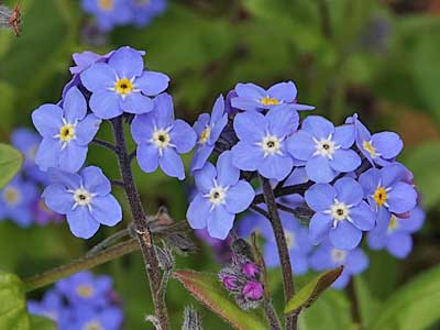Forget-me-not