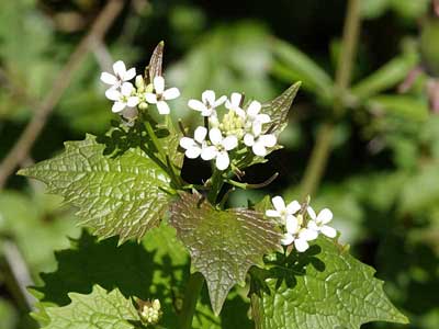 Garlic Mustard