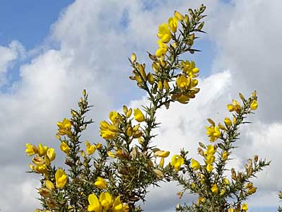 Gorse