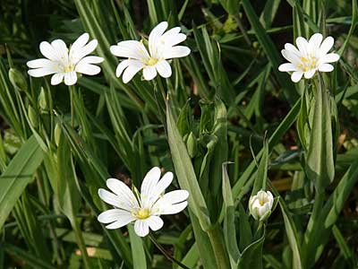 Greater Stitchwort
