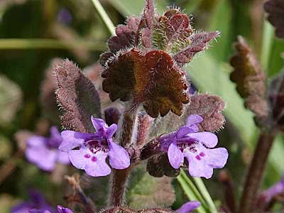 Ground Ivy