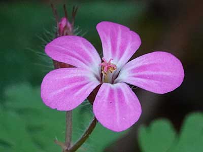 Herb-Robert