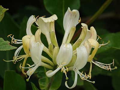 Honeysuckle
