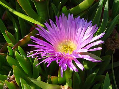 Hottentot Fig