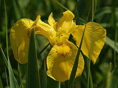 Yellow Iris