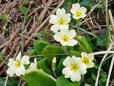 Primrose