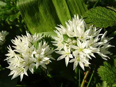 Ramsons