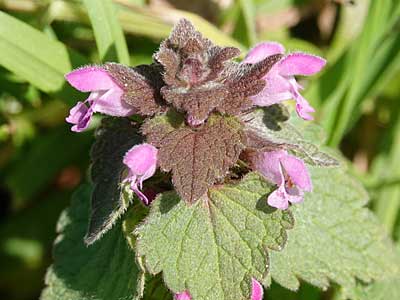Red Dead-nettle