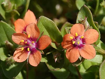 Scarlet Pimpernel