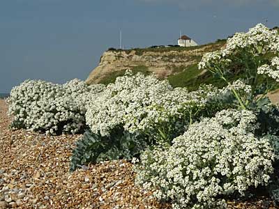 Sea-kale