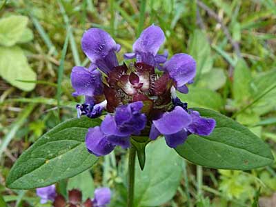 Selfheal