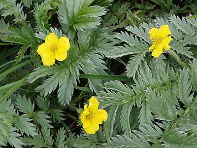 Silverweed