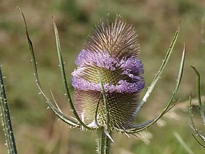 Teasel