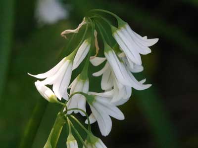 Three-cornered Leek