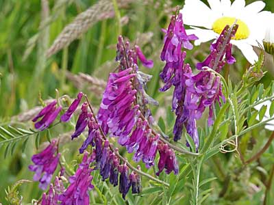 Tufted Vetch