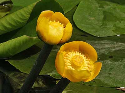 Yellow Water-lily