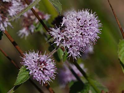 Water Mint