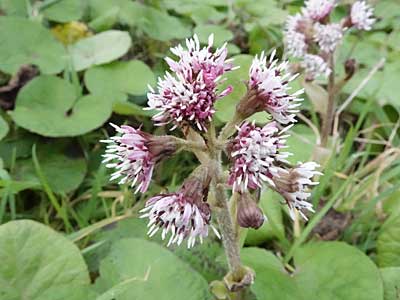 Winter Heliotrope