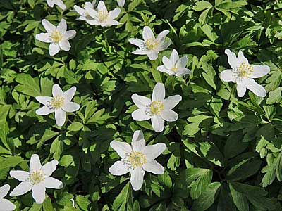 Wood Anemone