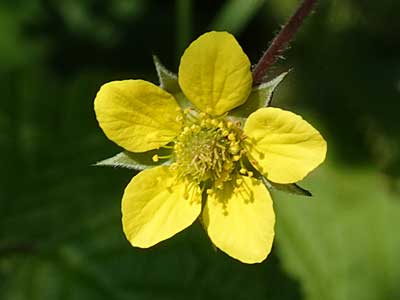 Wood Avens