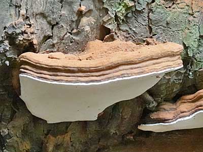 Artist's Fungus