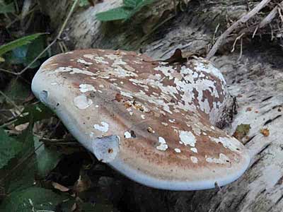Birch Polypore