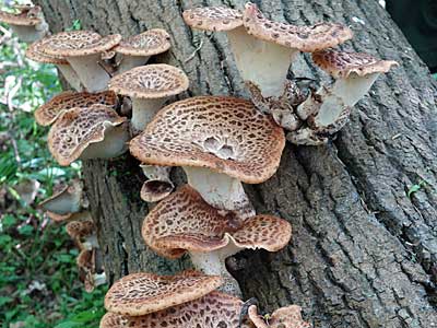 Dryad's Saddle