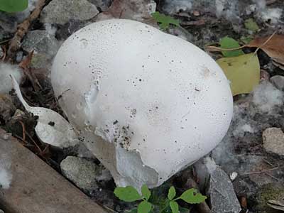 Giant Puffball
