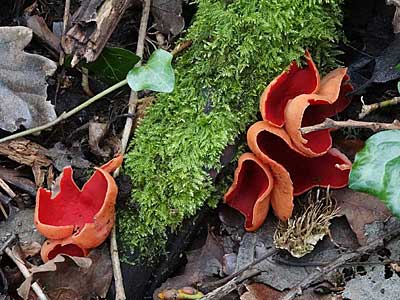 Scarlet Elf Cup