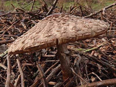 Shaggy Parasol