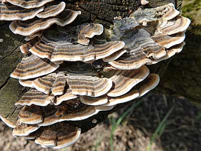 Turkey-tail Fungus