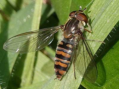 Episyrphus balteatus