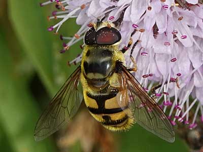 Myathropa florea