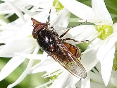 Rhingia campestris
