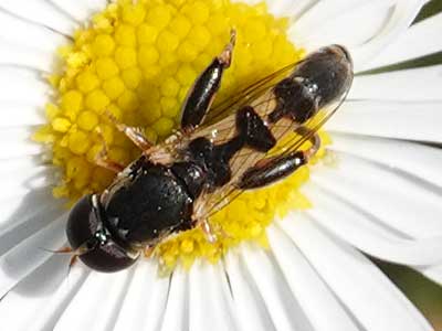 Syritta pipiens