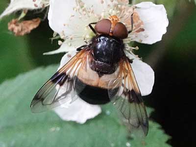 Volucella pellucens