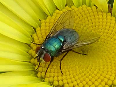Greenbottle