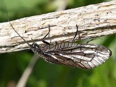 Alderfly