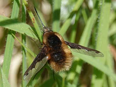 Bee-fly