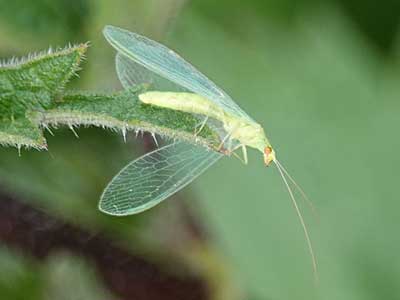 Green Lacewing