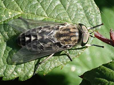 Horse-fly