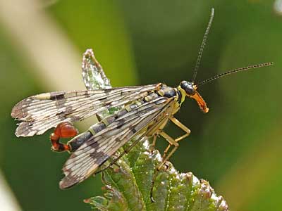 Scorpion Fly