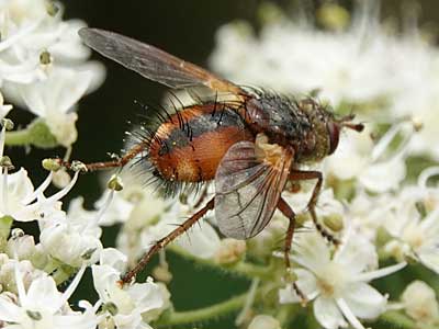 Tachina fera