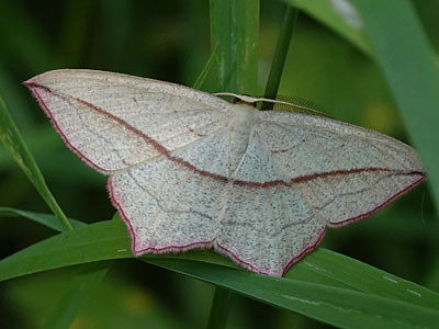 Blood Vein moth