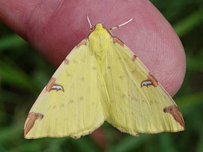 Brimstone Moth