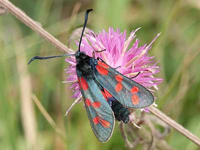 Six-spot Burnet